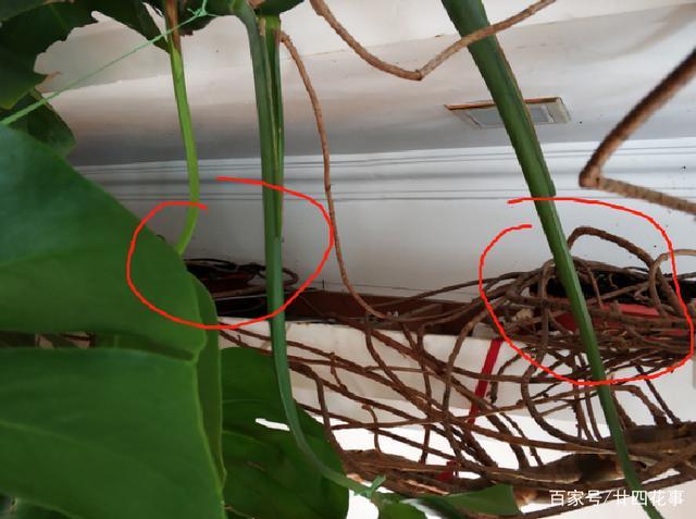 花友十多年的龟背竹,爬了一面墙,问他窍门,原来有个“小机关”
