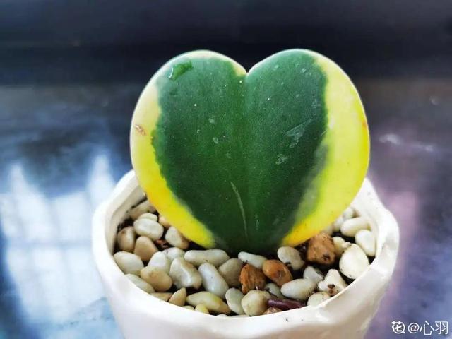 家里没光照,就养20种耐阴花,比绿萝好养多了