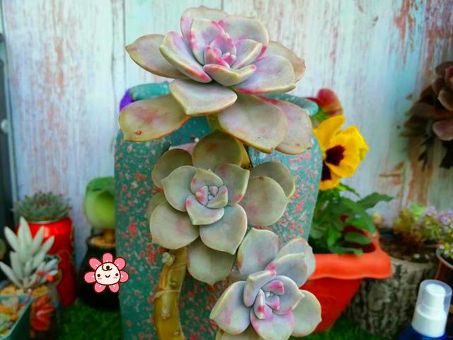 新手养不好多肉,除了对多肉品种不够了解外,还因为没找准定位