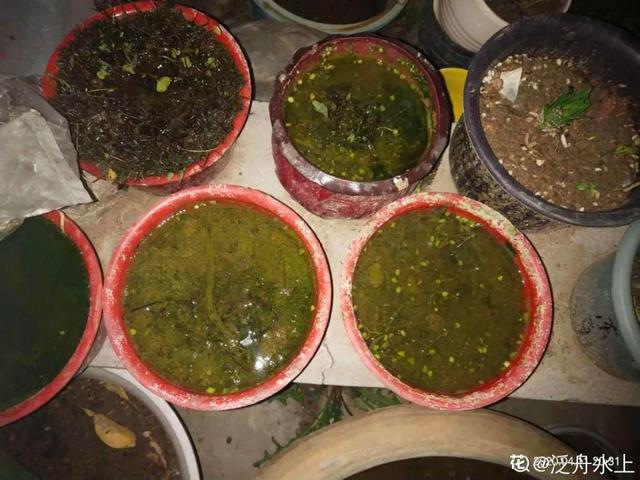 过期小药片别扔,兑水浇花真有效,叶子油绿花开爆