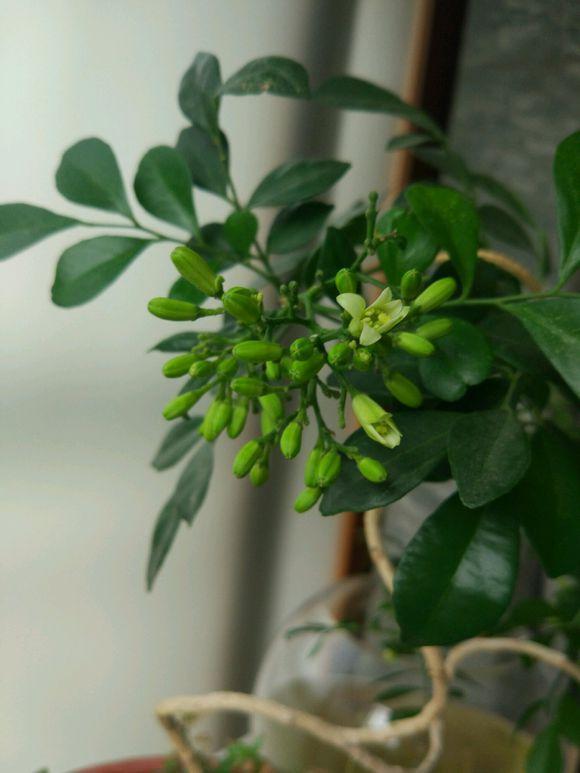 家中养的九里香,记住这几个小秘诀,它的香味就会更浓