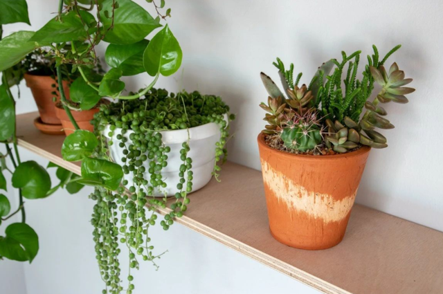 室内养花,弄错这3件事,植物长不好,主人爱生病