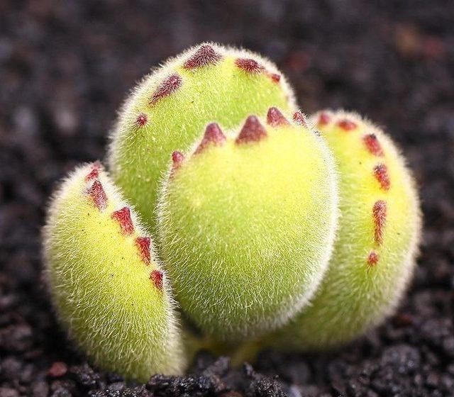 这些多肉是“旱鸭子”,高温浇水多就挂掉,干养才是度夏王道