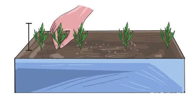 益母草对生长环境几乎没啥要求,新手也能轻松愉悦的播种栽种!