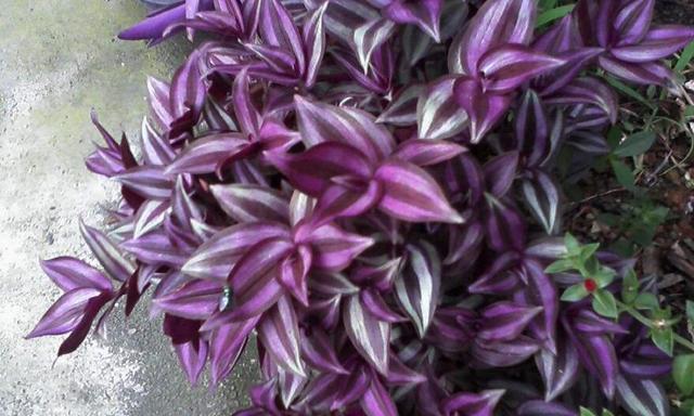 家里养上一盆吊竹梅,可以吸收室内有毒气体,而且好养又好看