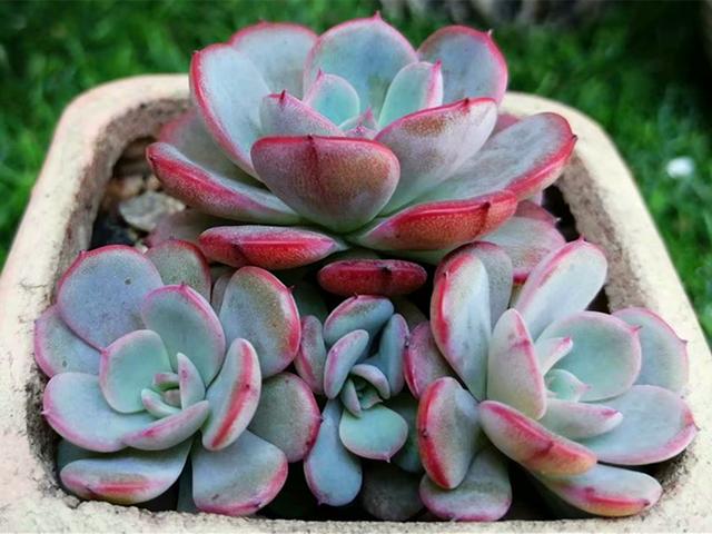 这些越晒越美,和不晒也美的多肉,夏天不但能养活,还能养好