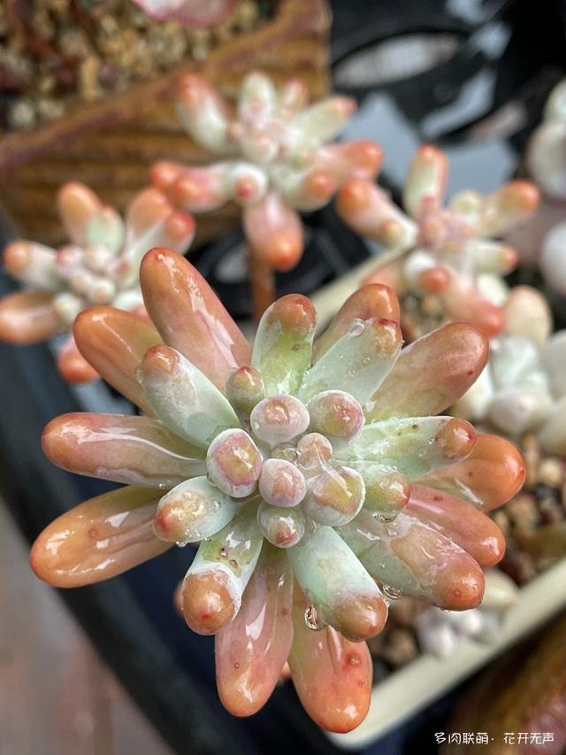 雨后的多肉,你心动了吗