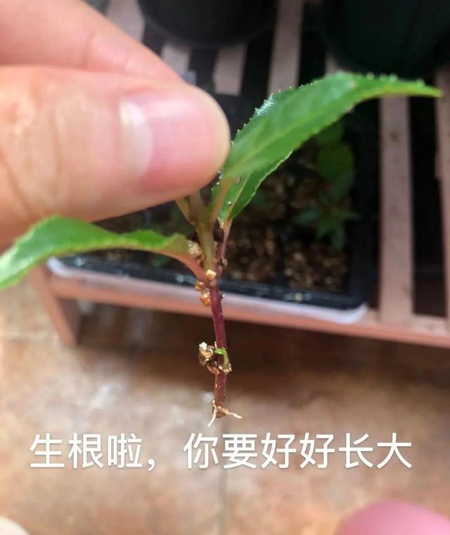 8种花夏天太容易死,现在赶紧扦插,死了也不心疼!