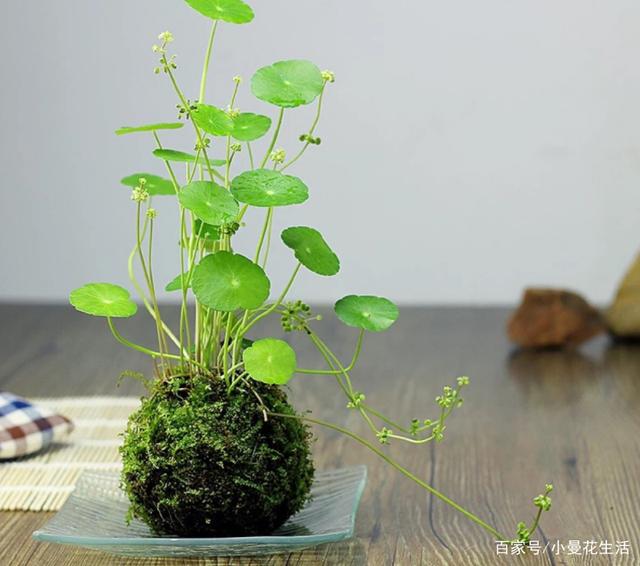 天热盆栽铜钱草,满足3条件,叶子圆滚滚,油绿得像小荷叶