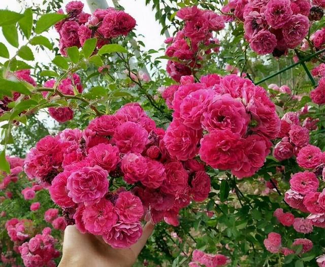 这才是中国风,253㎡新中式大宅,入户后的50平米花园,太美了