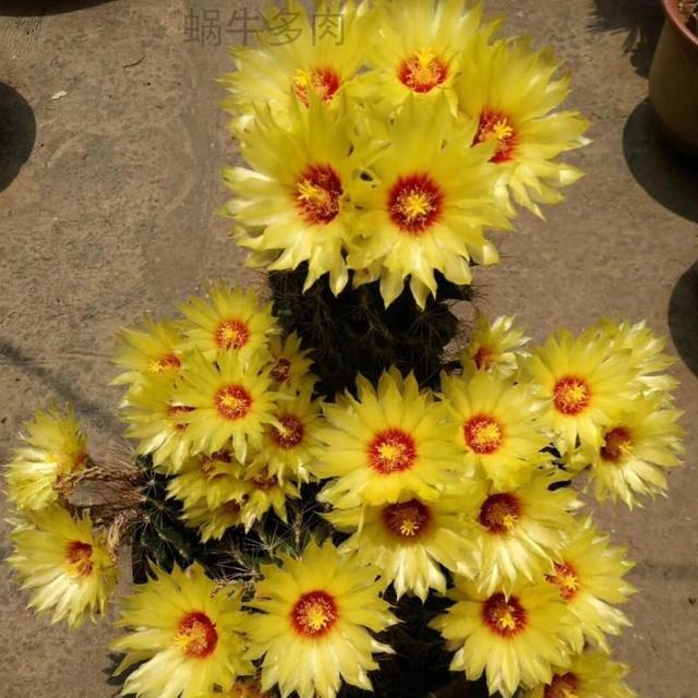 开花很美的仙人球,栽在小花盆,多晒少管,花量更大更娇艳