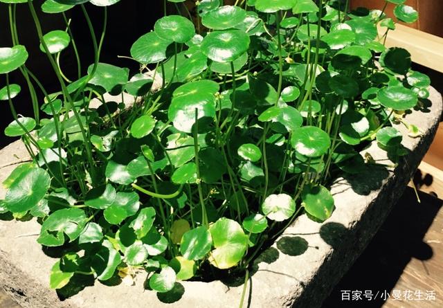 天热盆栽铜钱草,满足3条件,叶子圆滚滚,油绿得像小荷叶
