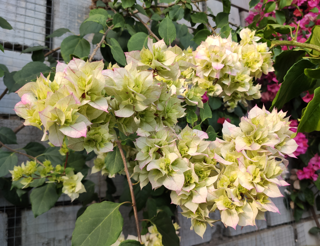 夏季三角梅是否要“修剪”?要根据光照判断,如果缺光不剪会更好