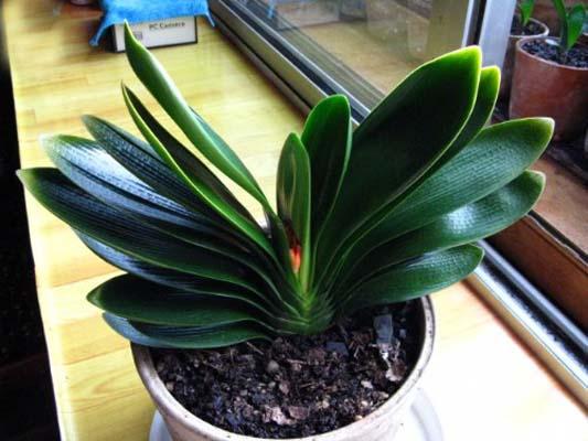 进入7月,君子兰 要“静养”,断粮少水更利于“生长”和开花