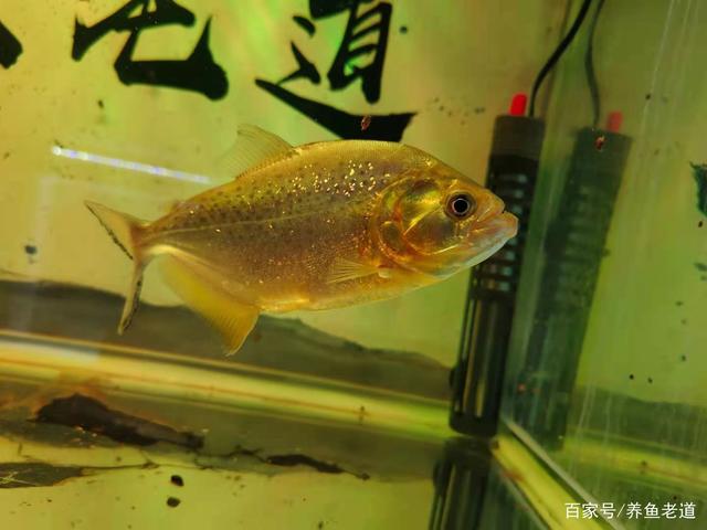 从来没有听说养鱼的,还要定期清洗一下鱼缸,这是何道理?