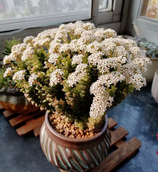 养多肉小米星有技巧,把握住这些,观赏价值高