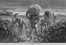 夏虫欲饮冰 黑奴的棉花种植园生活大揭秘：摘棉花、吃猪肉、啃西瓜和挨鞭子