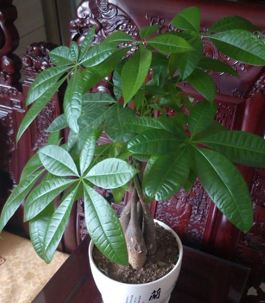 家庭养殖发财树有“三忌”,花友们一定要记住,这样才能不烂根