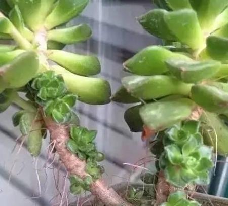 多肉突然长出“小胡须”,是“求救”信号,别忽视