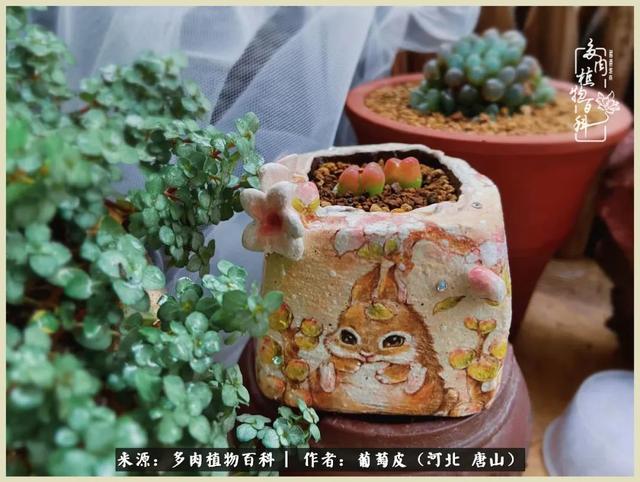 爱上多肉手工花盆:人这一生,总有一杯毒,是没有解药的!