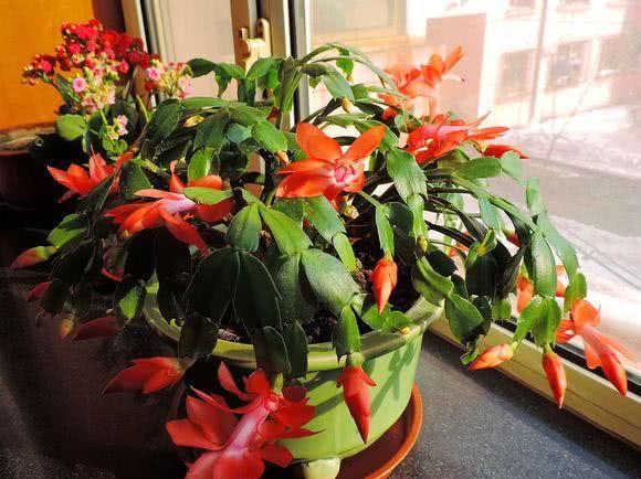 温度高于35度,这些花会“休眠”,建议少管多通风