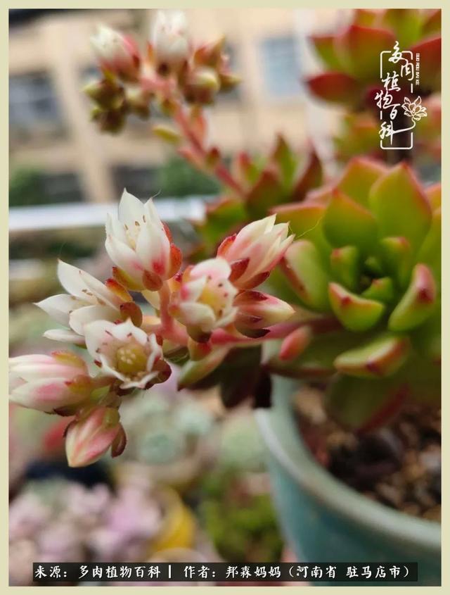 多肉,默默绽放,奉献美好!