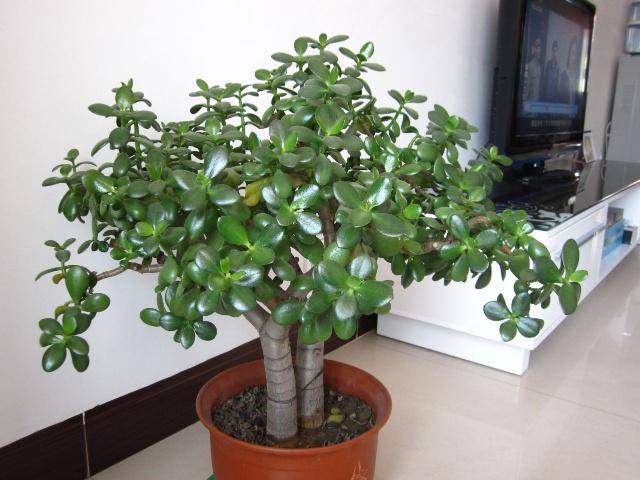 6种盆栽很常见,却是净化空气的“小能手”,封闭阳台一样养得棒