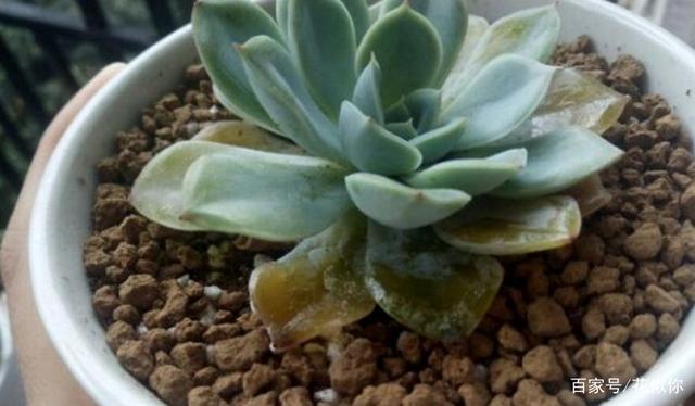 夏天养多肉,哪些时候不适合浇水?怎么浇水好?