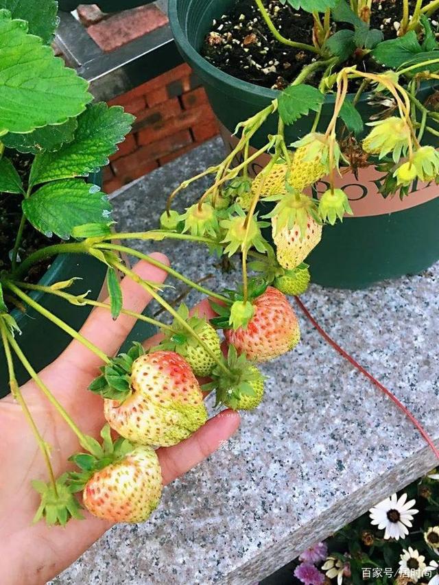 4年前,买了8楼带240㎡露台的顶层房,如今成了全小区最美的屋顶