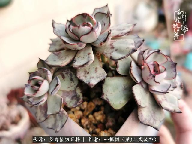 只要活着,就有机会变美——多肉的美丽折腾!