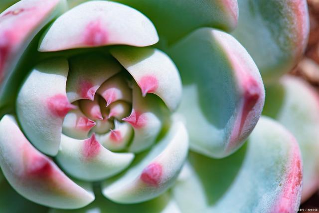 5个养多肉植物的“冷知识”,不一定用得到,但一定要知道