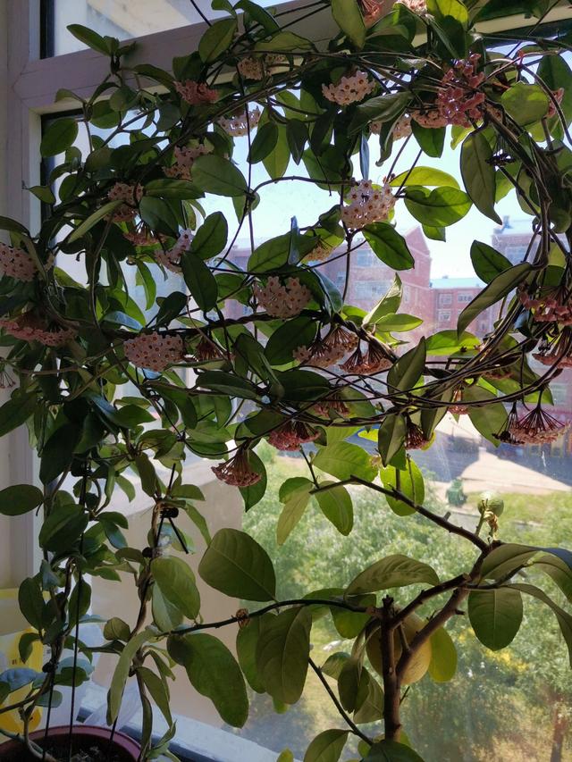 家里养球兰,做好3件事,花苞很多,花型特美