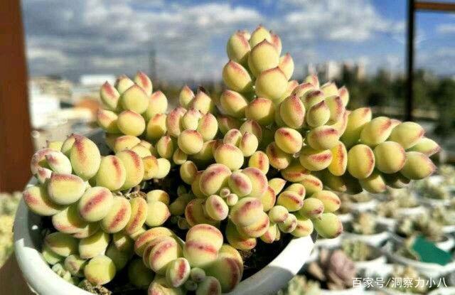 不喜欢晒太阳的“三种多肉”,待在半封闭阳台,也能生长得很好