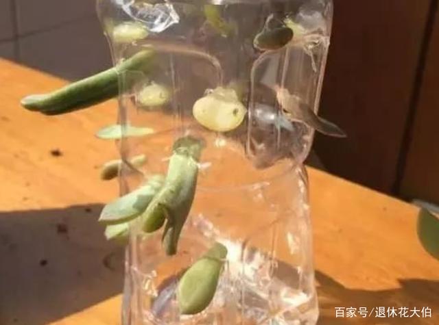天热养多肉,学会“复制粘贴”,一片叶子一株苗,越来越多