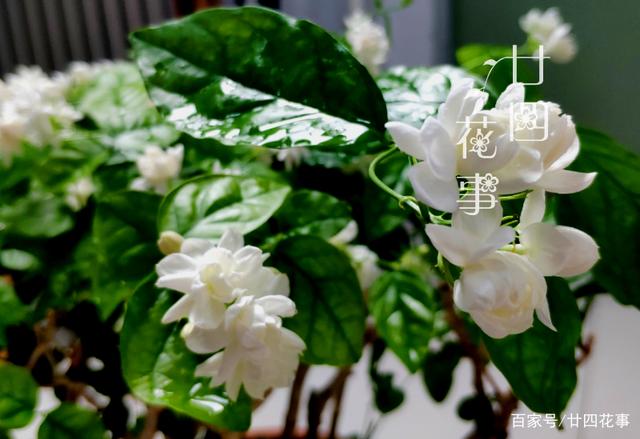 养茉莉,有一个尽人皆知的“秘诀”,却鲜有人知道,还有先决条件
