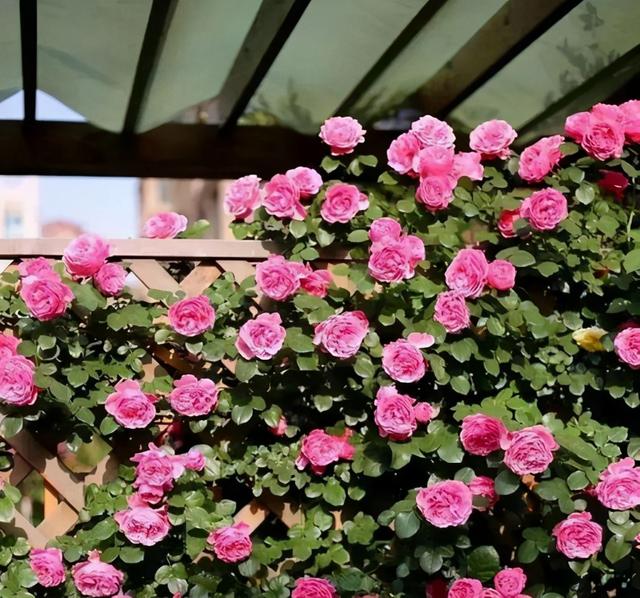 她和5岁的女儿,在楼顶建造了“梦想花园”,将日子过成了诗