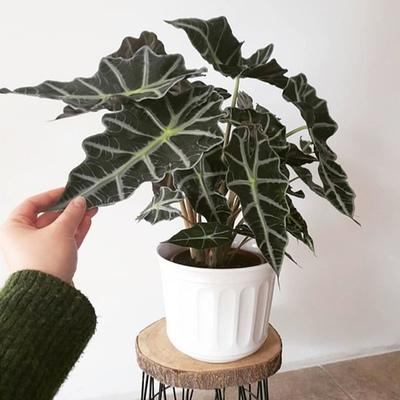 和多肉观音莲同名的老虎芋,夏季长得更旺,适合做室内绿植