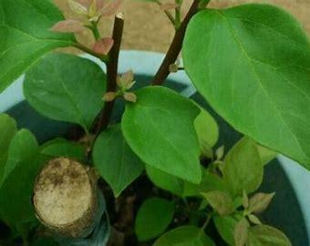 三角梅这么养,只需4步变成大花球,你知道吗?