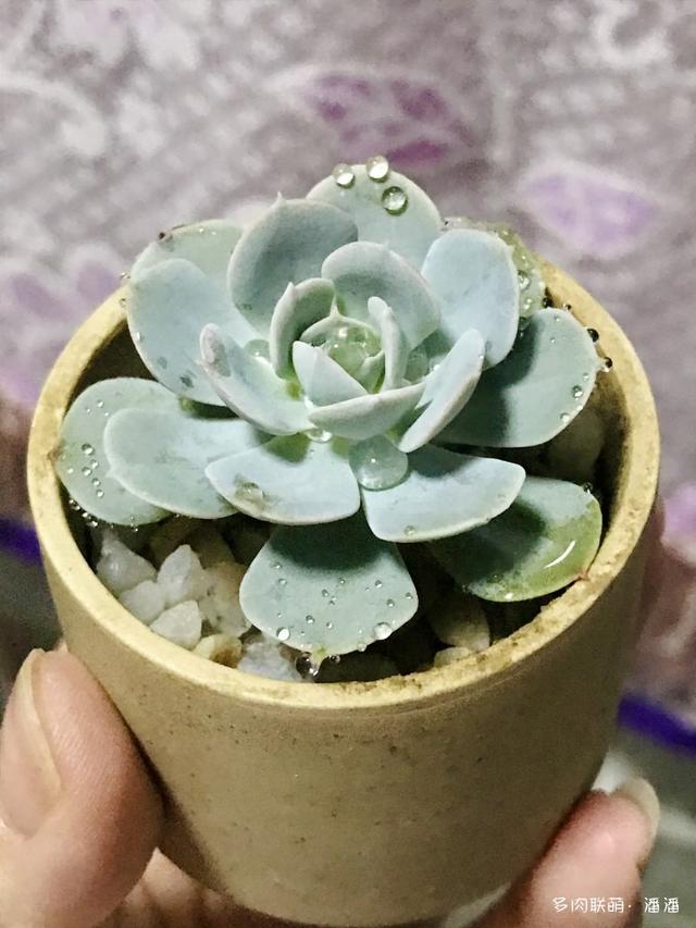 多肉私奔(露养)两个月后,它们怎么了?