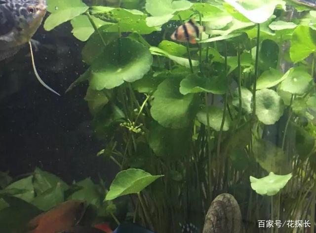 鱼缸里栽种些它们,观赏价值高,还能给鱼儿制氧