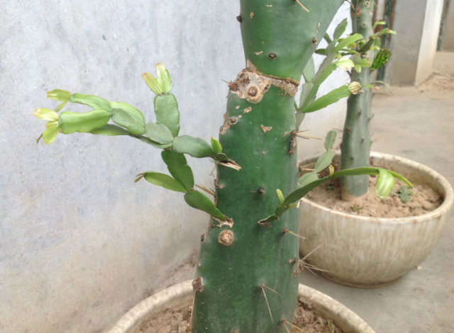 它和蟹爪兰是“官配”,天生一对,嫁接成活率最高