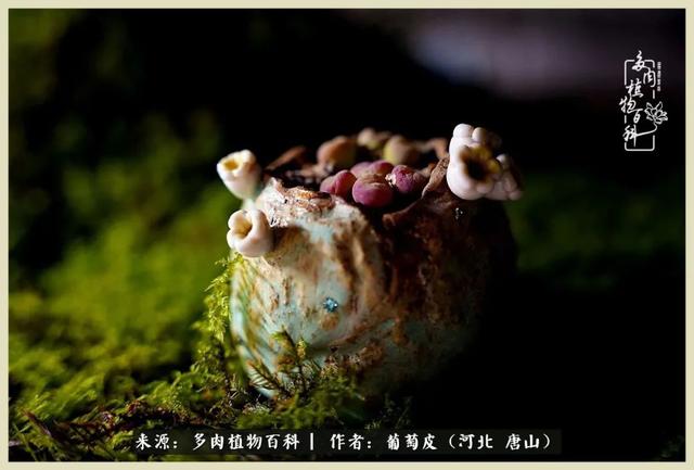 爱上多肉手工花盆:人这一生,总有一杯毒,是没有解药的!