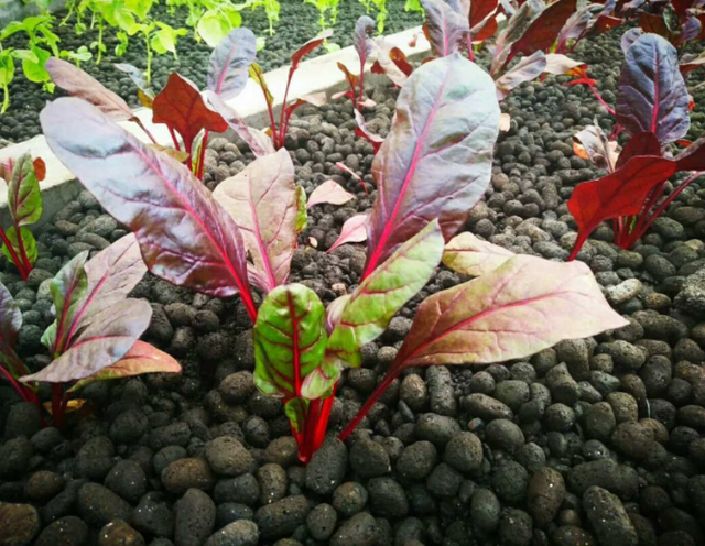 养花怎么正确使用陶粒