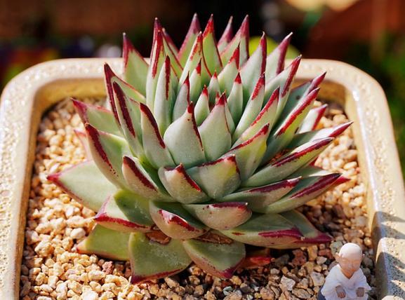 多肉乌木长势差,勤做“三动作”,冠幅大一圈,缀化成群生巨无霸