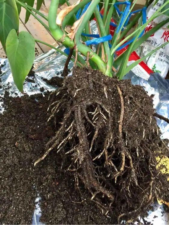 不用扦插的花,换盆扯一扯,1盆能变很多盆