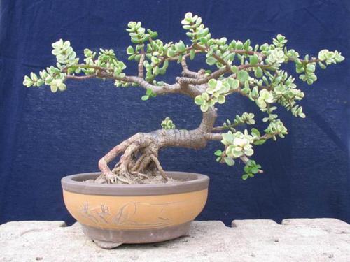 金枝玉叶到底能不能开花,看完就明白了