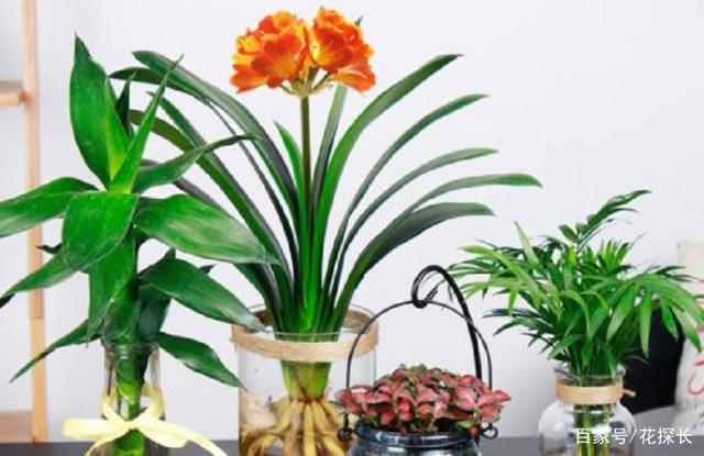 水培君子兰,把握住这3细节,长得好,比土培更显韵味