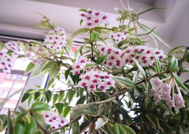 家里养球兰,做好3件事,花苞很多,花型特美