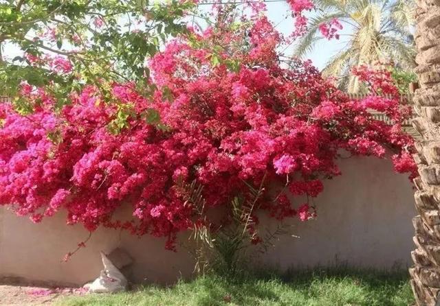 将三角梅养成爬满墙壁的开花植物秘诀,还能保持常年有花朵开