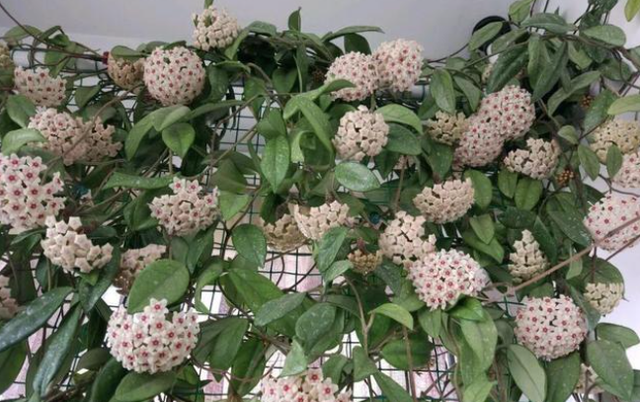 球兰并不是大苗才能开花,别人养的半米长的小苗都开花了